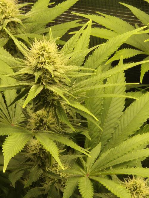 Orange Bud - Dutch Passion. Week 8
