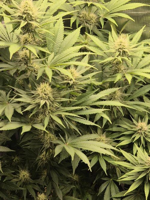 Orange Bud - Dutch Passion. Week 8
