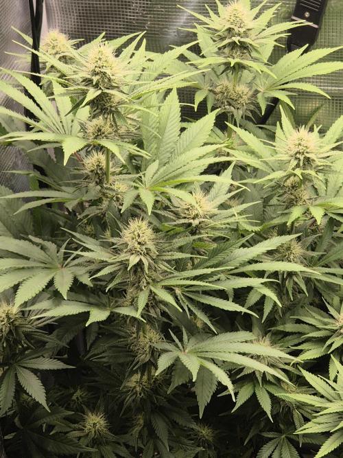 Orange Bud - Dutch Passion. Week 8