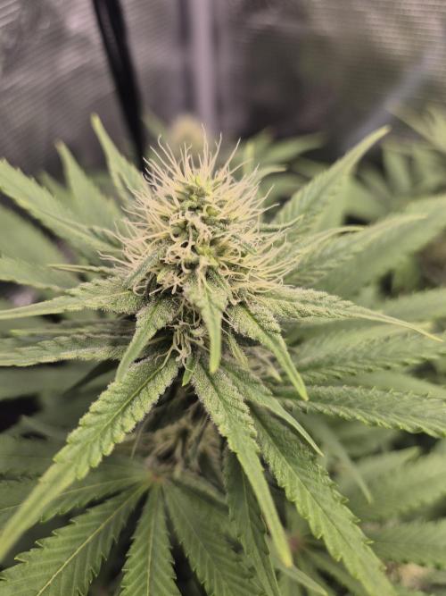 Orange Bud - Dutch Passion. Week 8