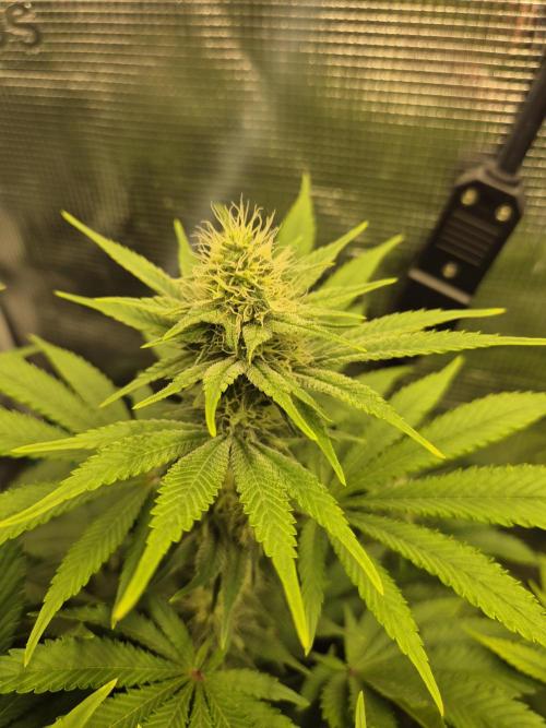 Orange Bud - Dutch Passion. Week 8