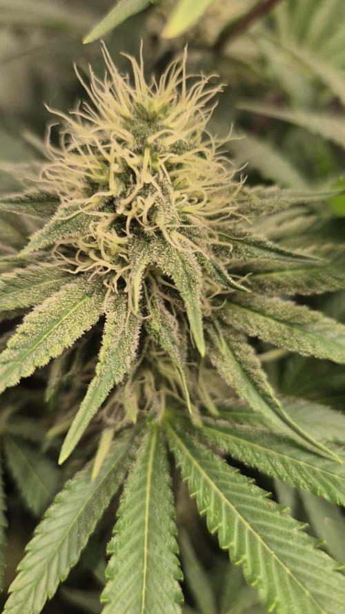 Orange Bud - Dutch Passion