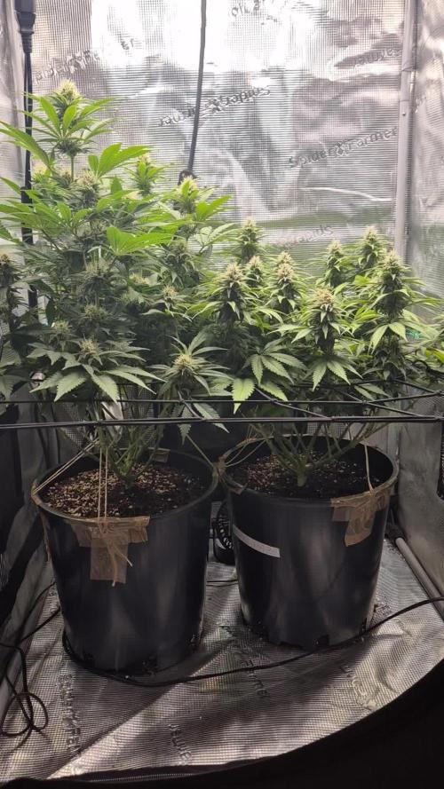 Orange Bud - Dutch Passion