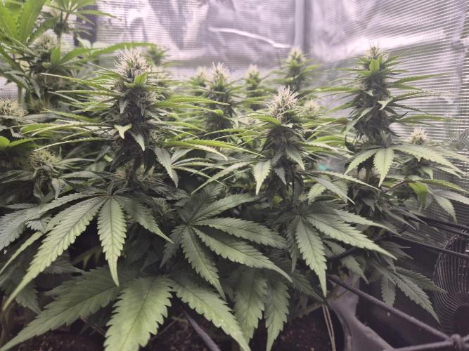 Kannabia - Cookies Haze (fem.). Week 8