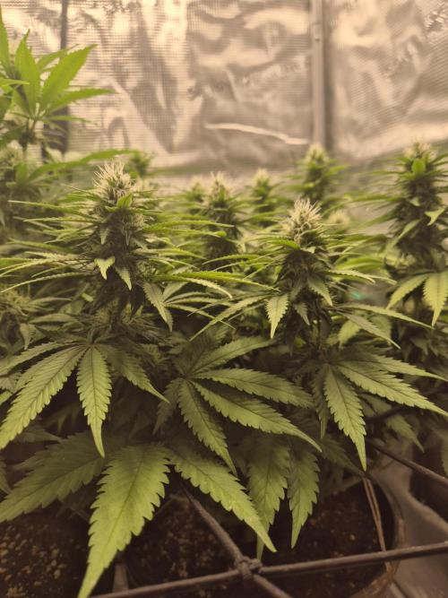 Kannabia - Cookies Haze (fem.). Week 8