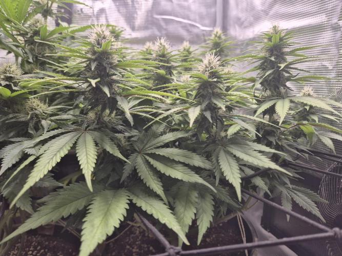 Kannabia - Cookies Haze (fem.). Week 8