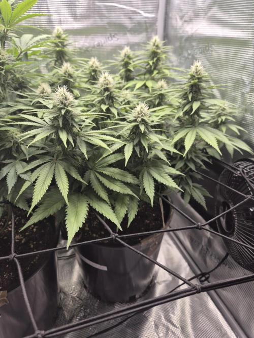 Kannabia - Cookies Haze (fem.). Week 8