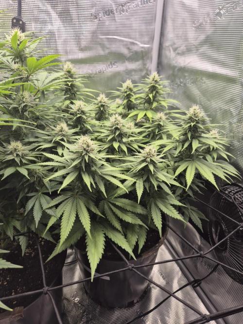 Kannabia - Cookies Haze (fem.). Week 8