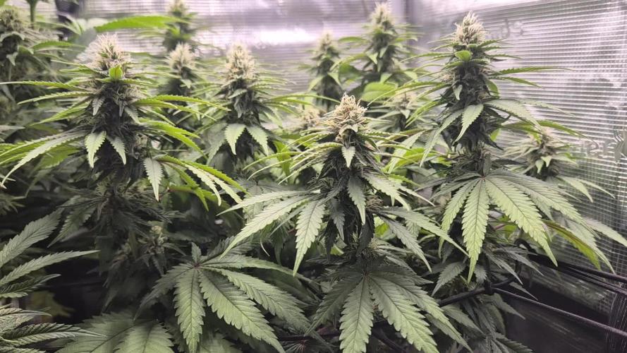 Kannabia - Cookies Haze (fem.)