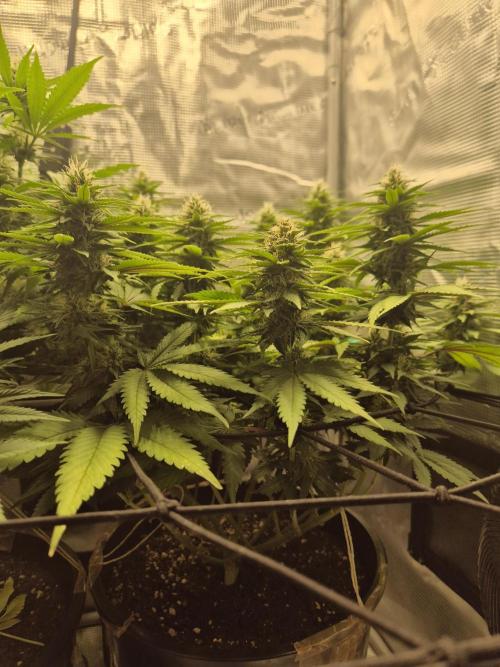 Kannabia - Cookies Haze (fem.). Week 8
