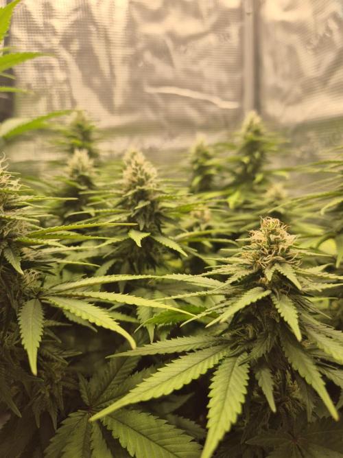 Kannabia - Cookies Haze (fem.). Week 8