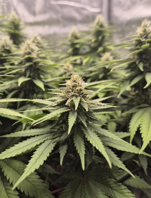 Kannabia - Cookies Haze (fem.). Week 8