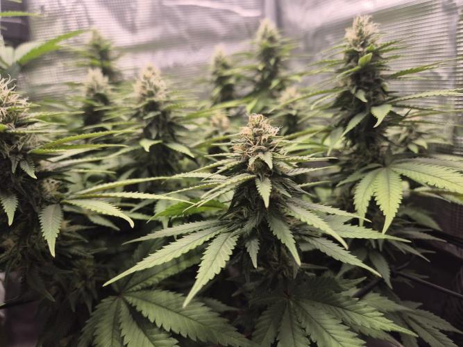 Kannabia - Cookies Haze (fem.). Week 8