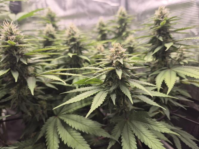 Kannabia - Cookies Haze (fem.). Week 8