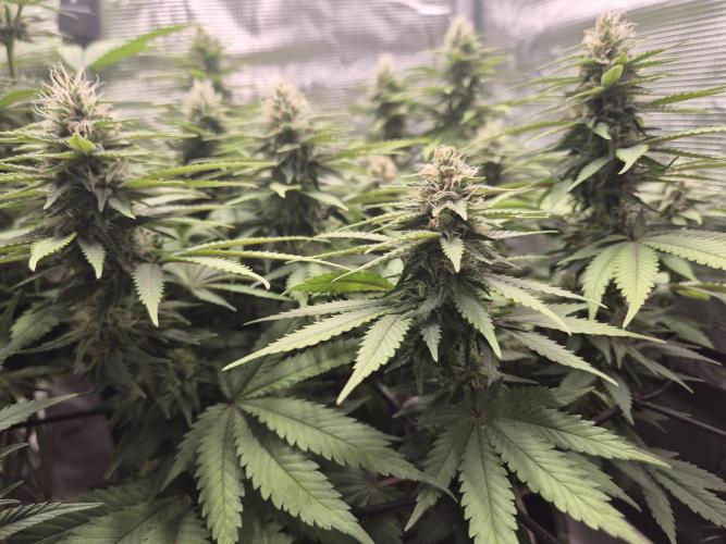 Kannabia - Cookies Haze (fem.). Week 8