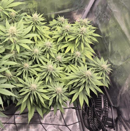 Kannabia - Cookies Haze (fem.). Week 8