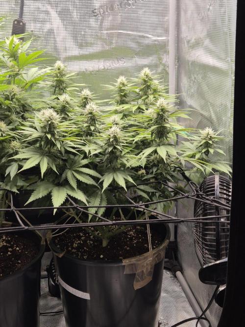 Kannabia - Cookies Haze (fem.). Week 7
