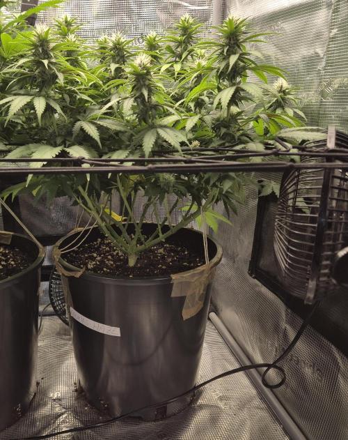 Kannabia - Cookies Haze (fem.). Week 7