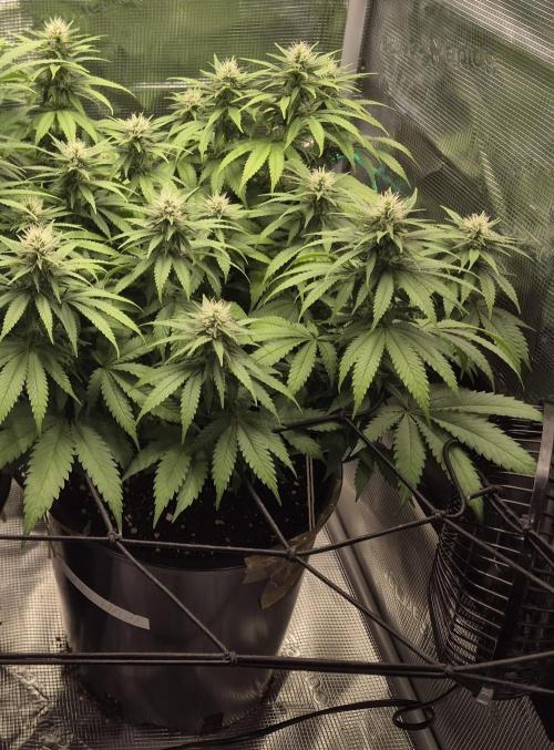 Kannabia - Cookies Haze (fem.). Week 7