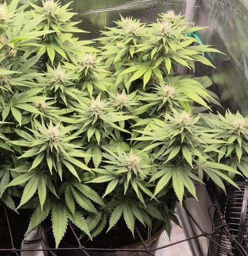 Kannabia - Cookies Haze (fem.). Week 7