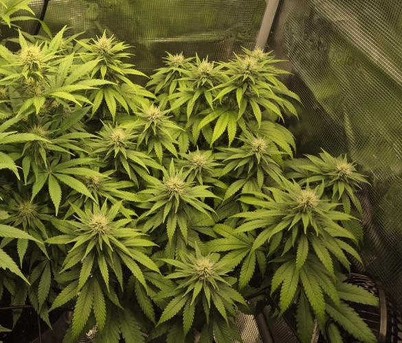 Kannabia - Cookies Haze (fem.). Week 7