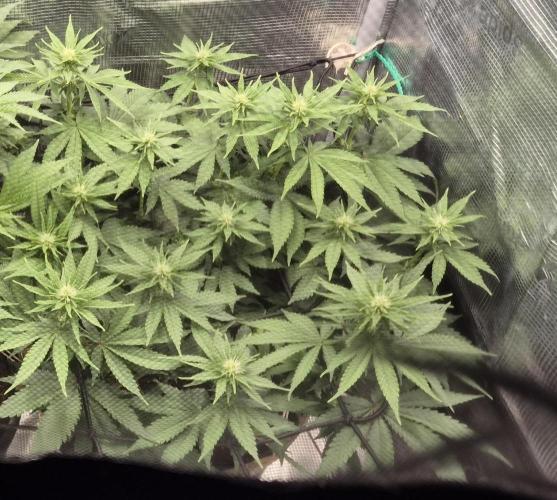 Kannabia - Cookies Haze (fem.). Week 6