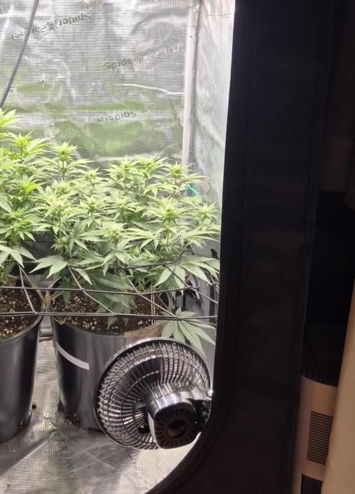 Kannabia - Cookies Haze (fem.). Week 6