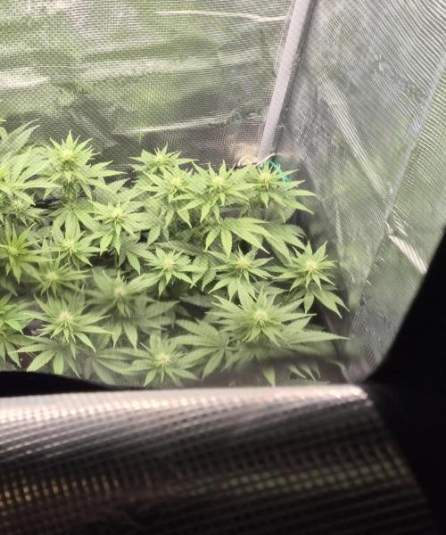 Kannabia - Cookies Haze (fem.). Week 6