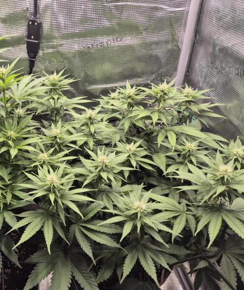 Kannabia - Cookies Haze (fem.). Week 6