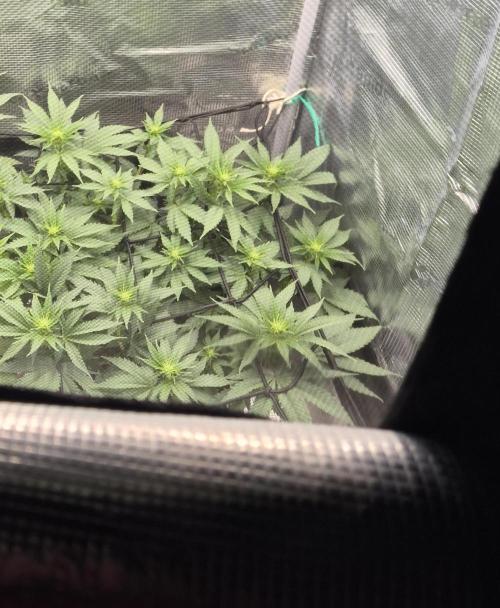 Kannabia - Cookies Haze (fem.). Week 5