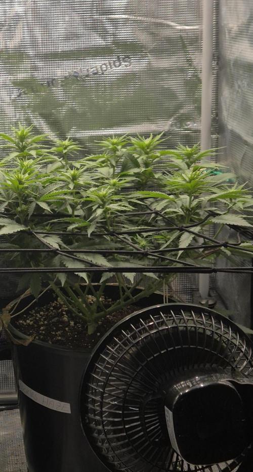 Kannabia - Cookies Haze (fem.). Week 5