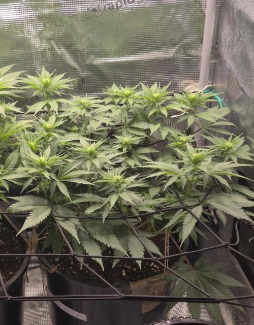 Kannabia - Cookies Haze (fem.). Week 5