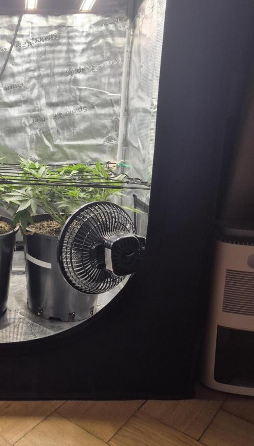 Kannabia - Cookies Haze (fem.). Week 4