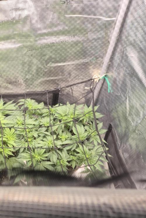 Kannabia - Cookies Haze (fem.). Week 4