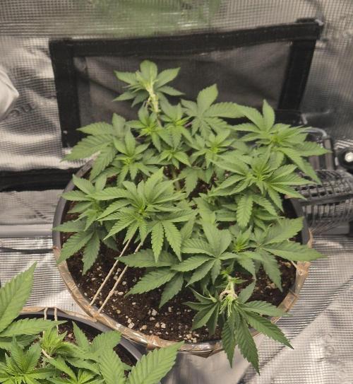 Kannabia - Cookies Haze (fem.). Week 3