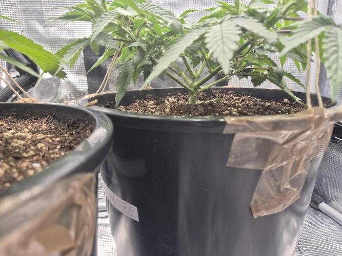 Kannabia - Cookies Haze (fem.). Week 3