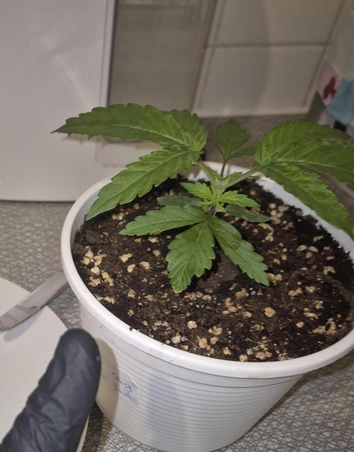 Orange Bud - Dutch Passion. Week 2