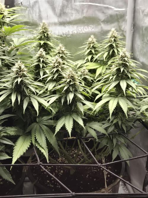 Kannabia - Cookies Haze (fem.). Week 9
