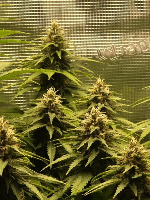 Kannabia - Cookies Haze (fem.). Week 9