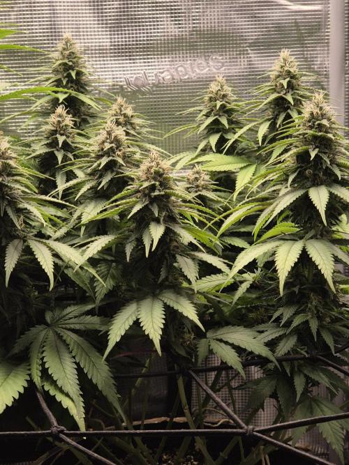 Kannabia - Cookies Haze (fem.). Week 9