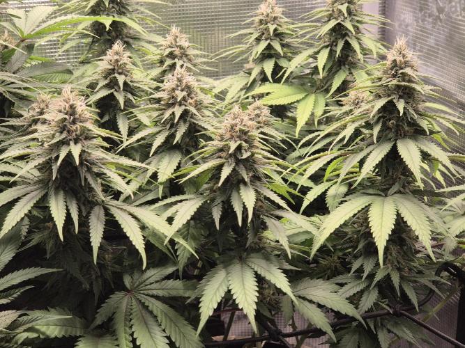 Kannabia - Cookies Haze (fem.). Week 9