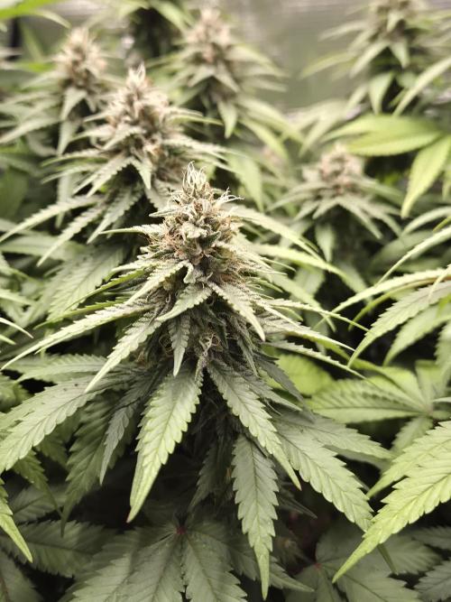 Kannabia - Cookies Haze (fem.). Week 9