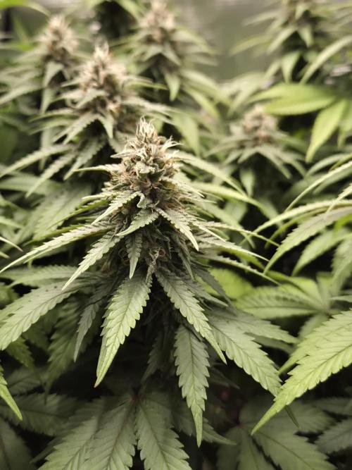 Kannabia - Cookies Haze (fem.). Week 9