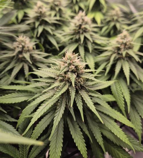 Kannabia - Cookies Haze (fem.). Week 9
