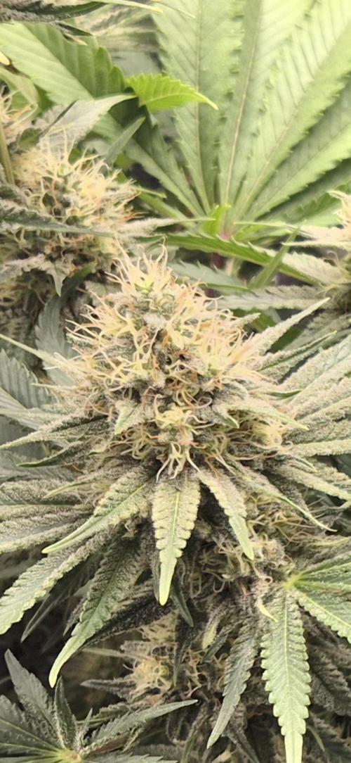 Orange Bud - Dutch Passion. Week 9