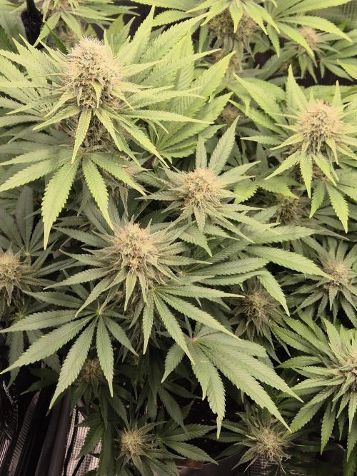 Orange Bud - Dutch Passion. Week 9