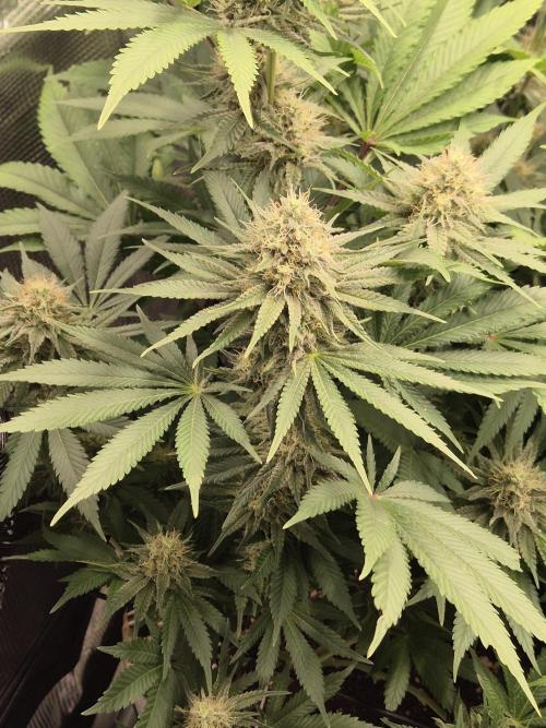 Orange Bud - Dutch Passion. Week 9