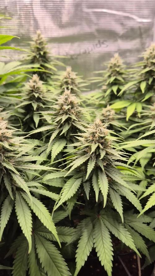 Kannabia - Cookies Haze (fem.)