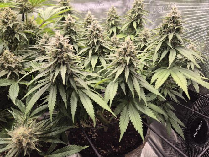 Kannabia - Cookies Haze (fem.). Week 10