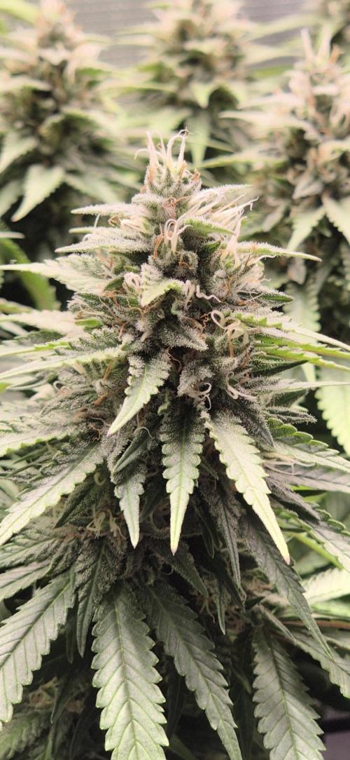 Kannabia - Cookies Haze (fem.). Week 10